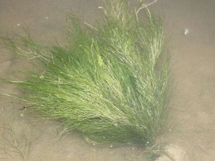 沉水植物篦齒眼子菜