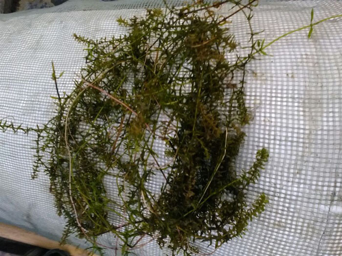 沉水植物伊樂藻