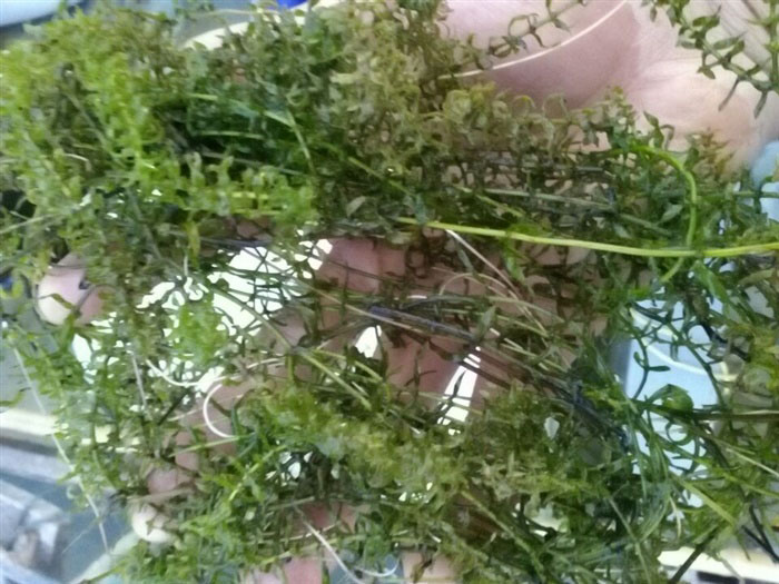 沉水植物伊樂藻