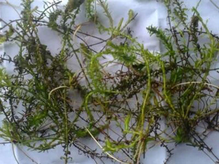 沉水植物伊樂藻