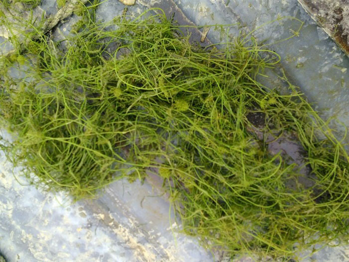 沉水植物輪藻