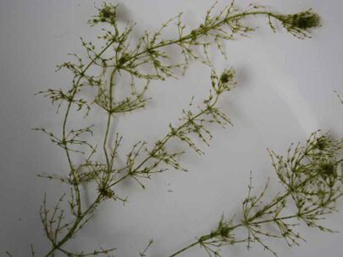 沉水植物輪藻
