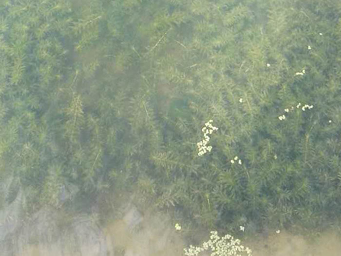 沉水植物輪葉黑藻