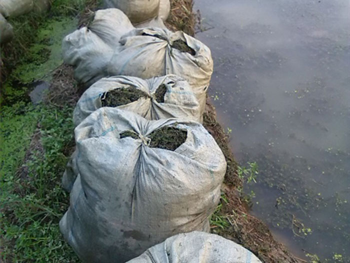 沉水植物輪葉黑藻