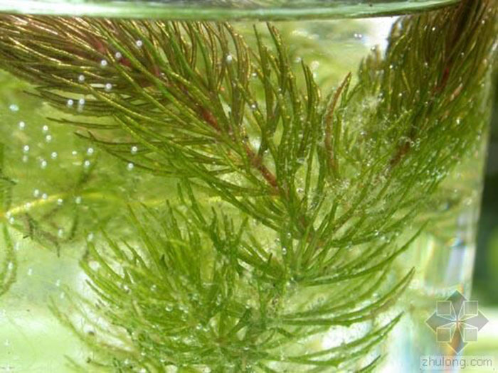 沉水植物金魚藻