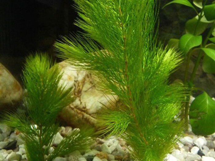 沉水植物金魚藻