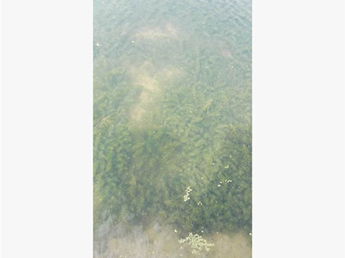 種植基地